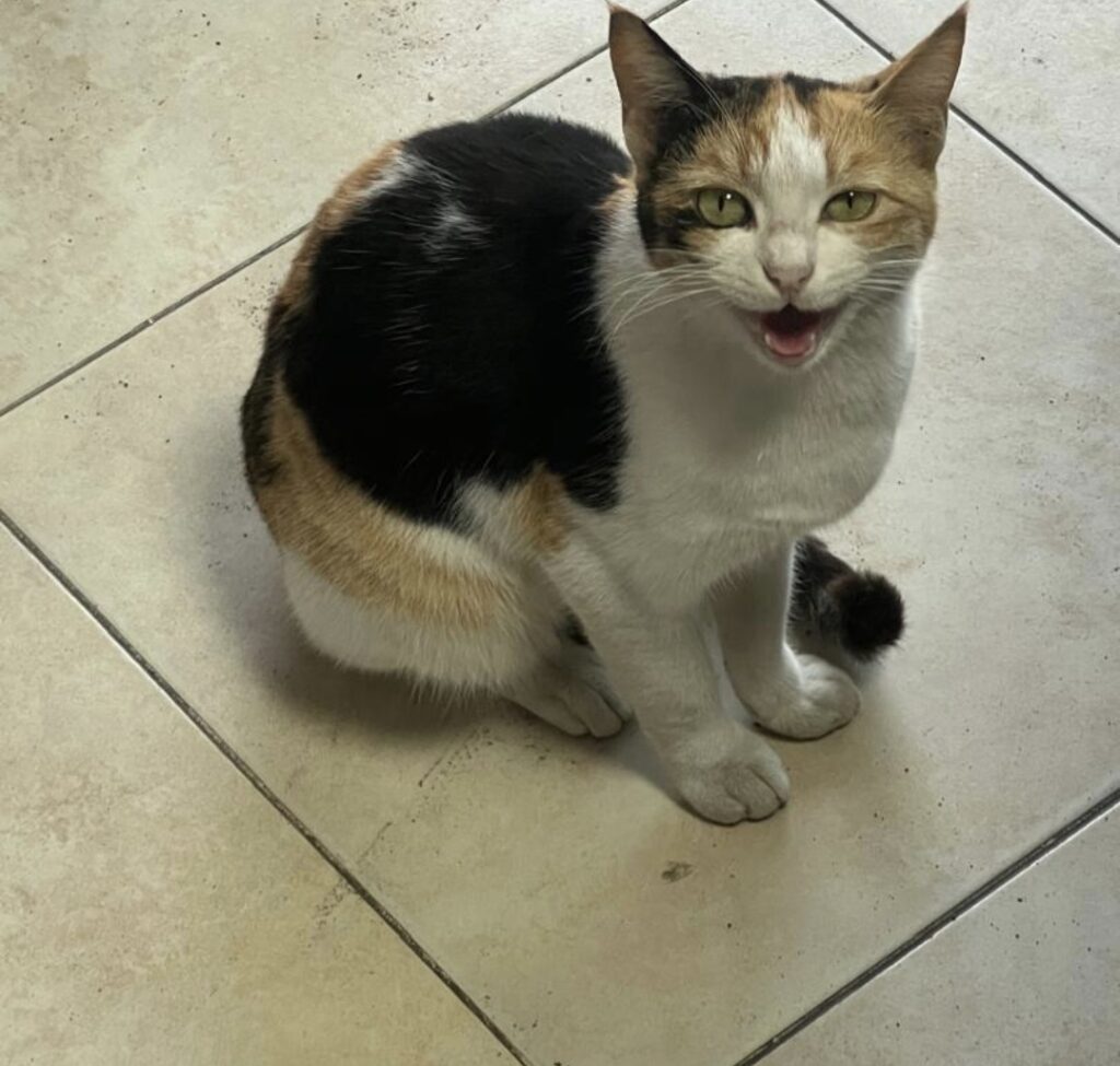 واگذاری رایگان گربه dsh خیابونی