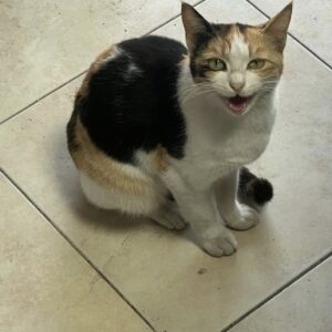 واگذاری رایگان گربه dsh خیابونی