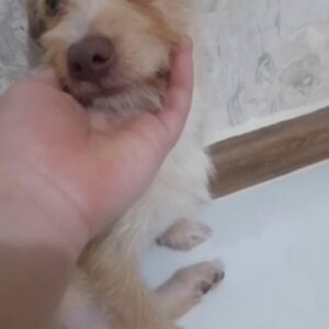 واگذاری سگ دوماهه نژادار به خانواده مهربون و حیوان دوست  فقط تهران با فرم تعهد و بازدید از منزل