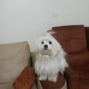 شیتزو تریر ماده