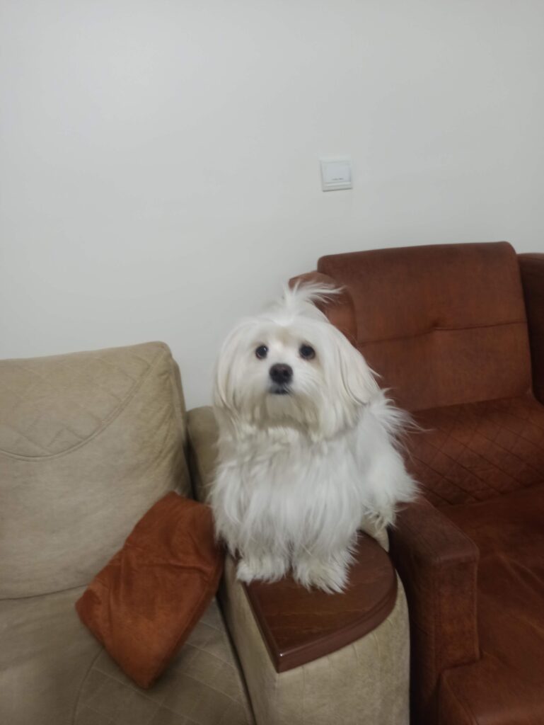 شیتزو تریر ماده