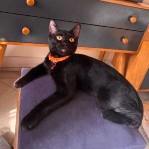 بچه گربه شیطون – واکسن خورده