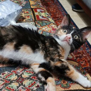 واگذاری بچه گربه 1/5 سالم انگل تراپی شده