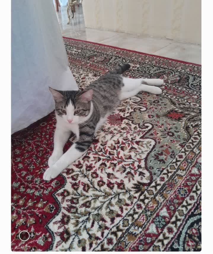 واگذاری رایگان گربه