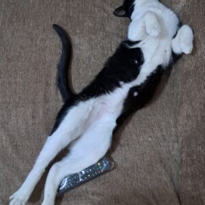 واگذاری گربه نر