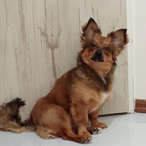 هپی کوچولو ۹ ماهه اشپیتز نر