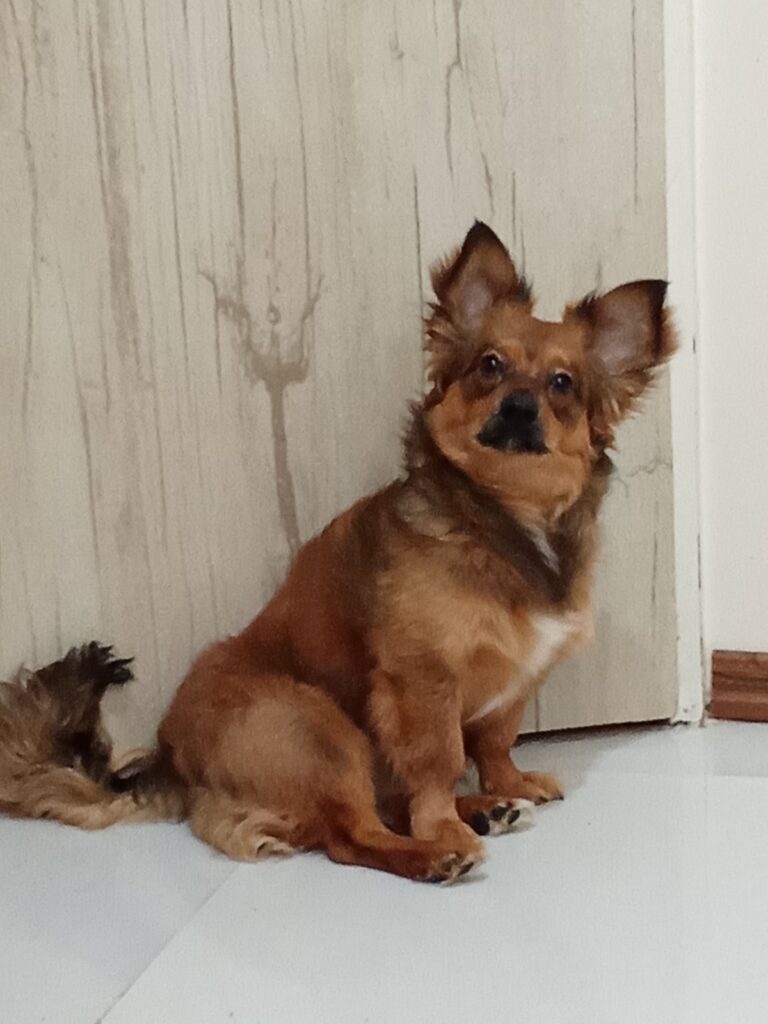 هپی کوچولو ۹ ماهه اشپیتز نر