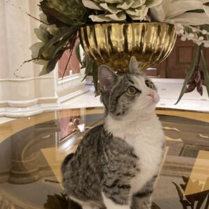 واگذاری گربه