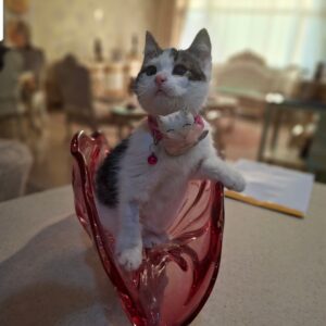 واگذاری آقاپسر ناز و مهربون سورین خان