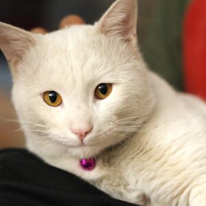 پنبه، پسر چهار ساله آروم