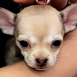 شی هوا هوا یا شی وا وا