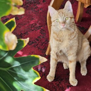 واگذاری گربه مهربون و عقیم شده