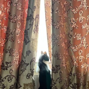 واگذاری پوران کوچولو