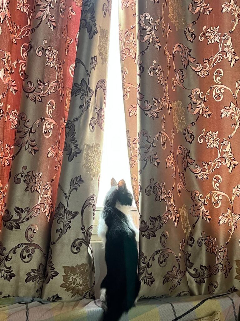 واگذاری پوران کوچولو