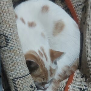 گربه گمشده دم کوتاه