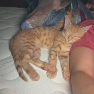 لونا پیشوییان