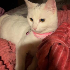 گربه سفید DAH هفت ماهه