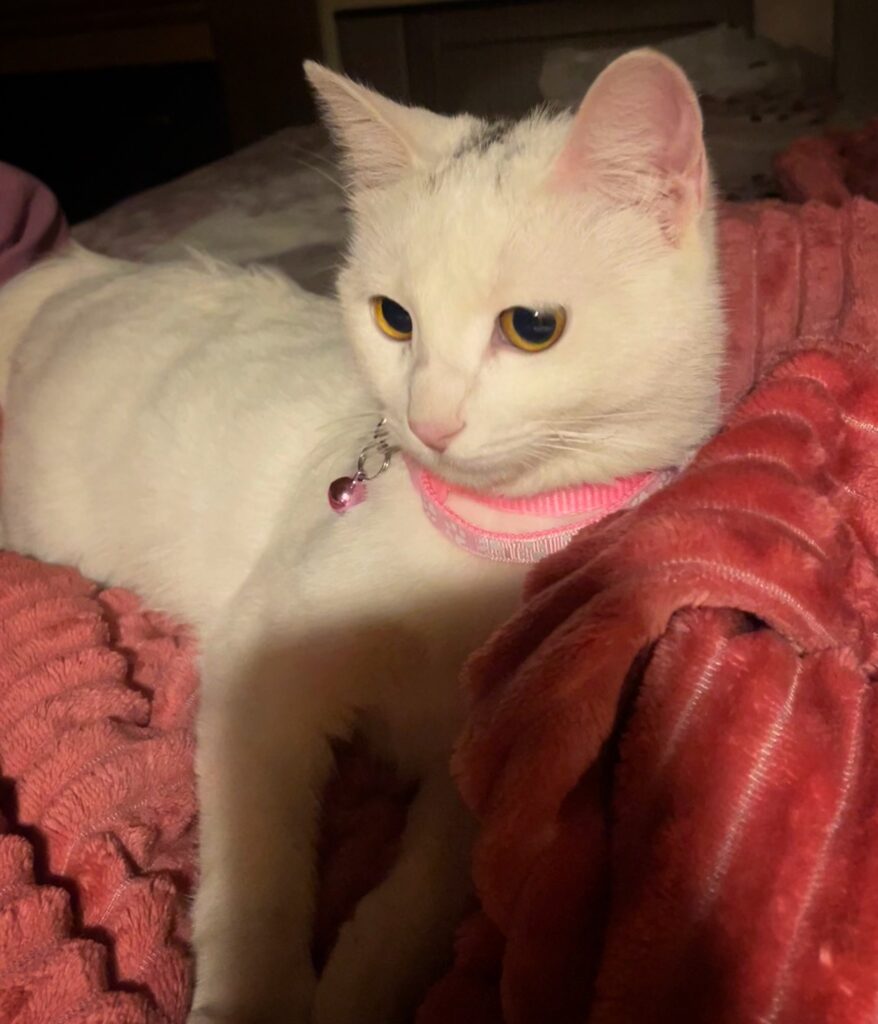 گربه سفید DAH هفت ماهه