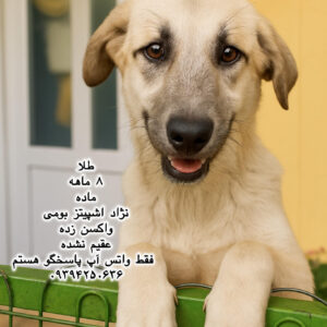 دختر هشت ماهه اشپیتز بومی (طلا)