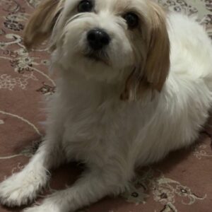 شیتزو ماده زیر یه سال