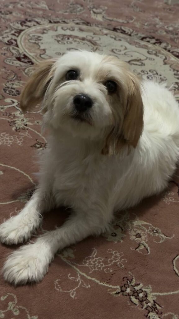 شیتزو ماده زیر یه سال