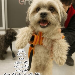 دختر یک ساله شیتزو (باران)