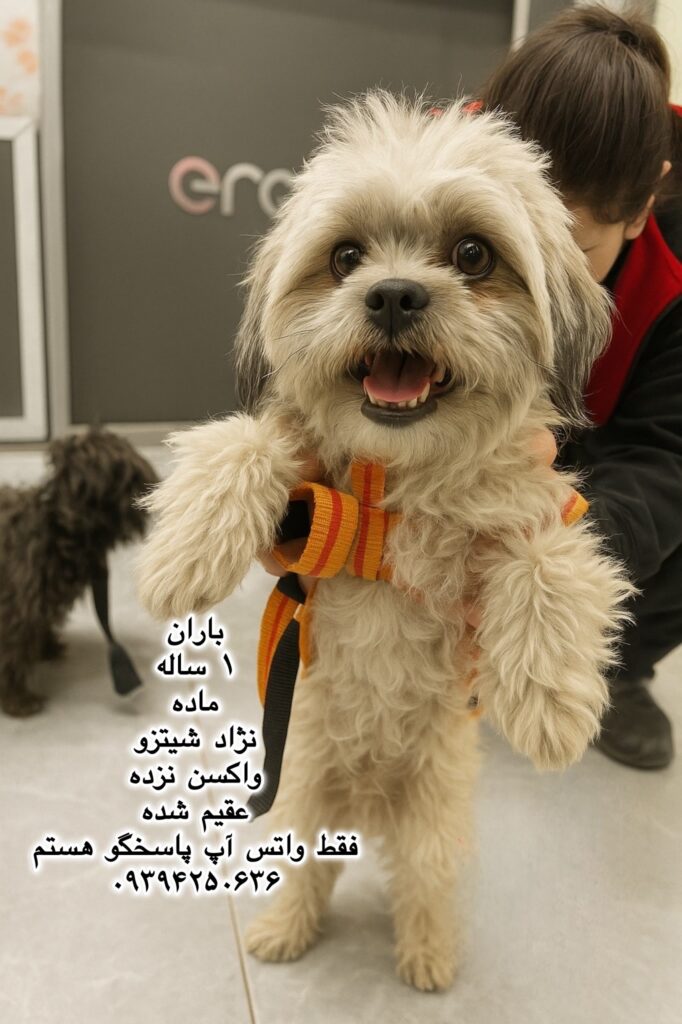 دختر یک ساله شیتزو (باران)