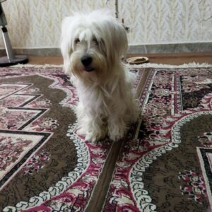 سگ تریر نرو ماده