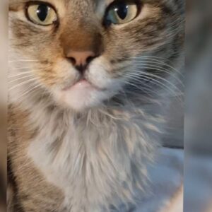 واگذاری گربه DLH