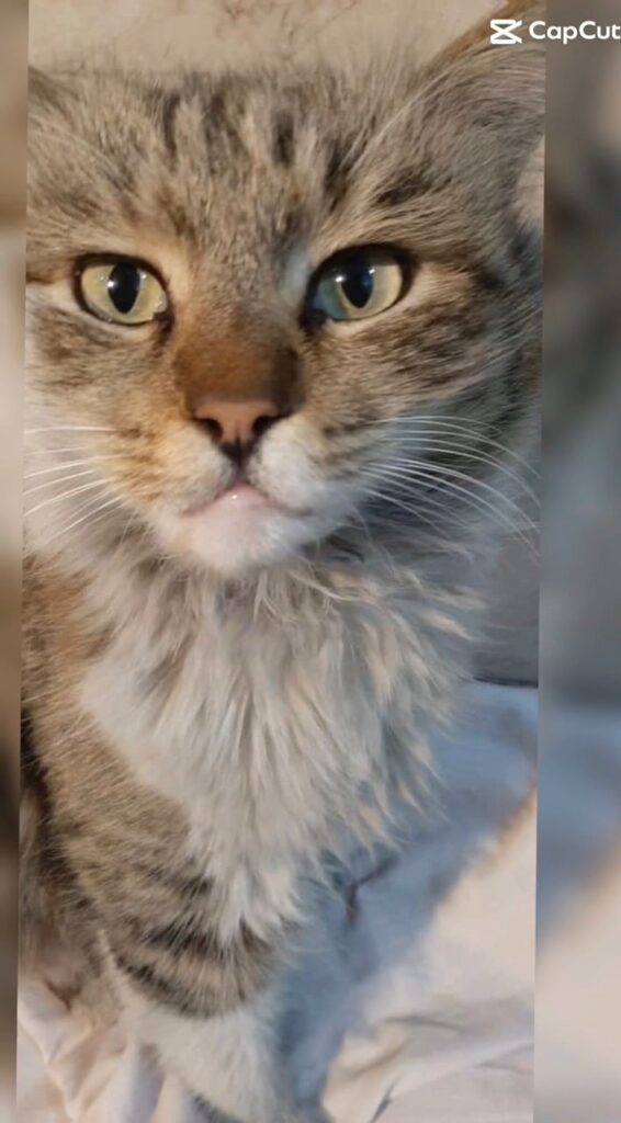 واگذاری گربه DLH