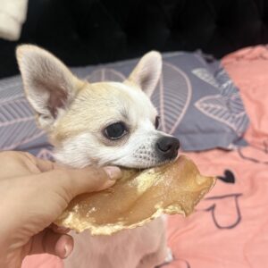 شی هواوا یک ساله نر