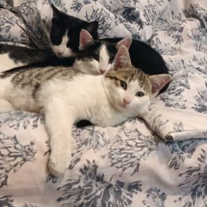 واگذاری بچه گربه های حمایتی