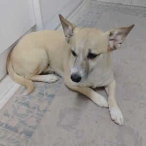 واگذاری اشپیتز