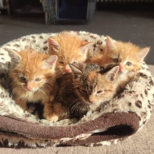 واگذاری بچه گربه