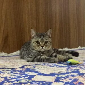 واگذاري گربه بريتيش تبي