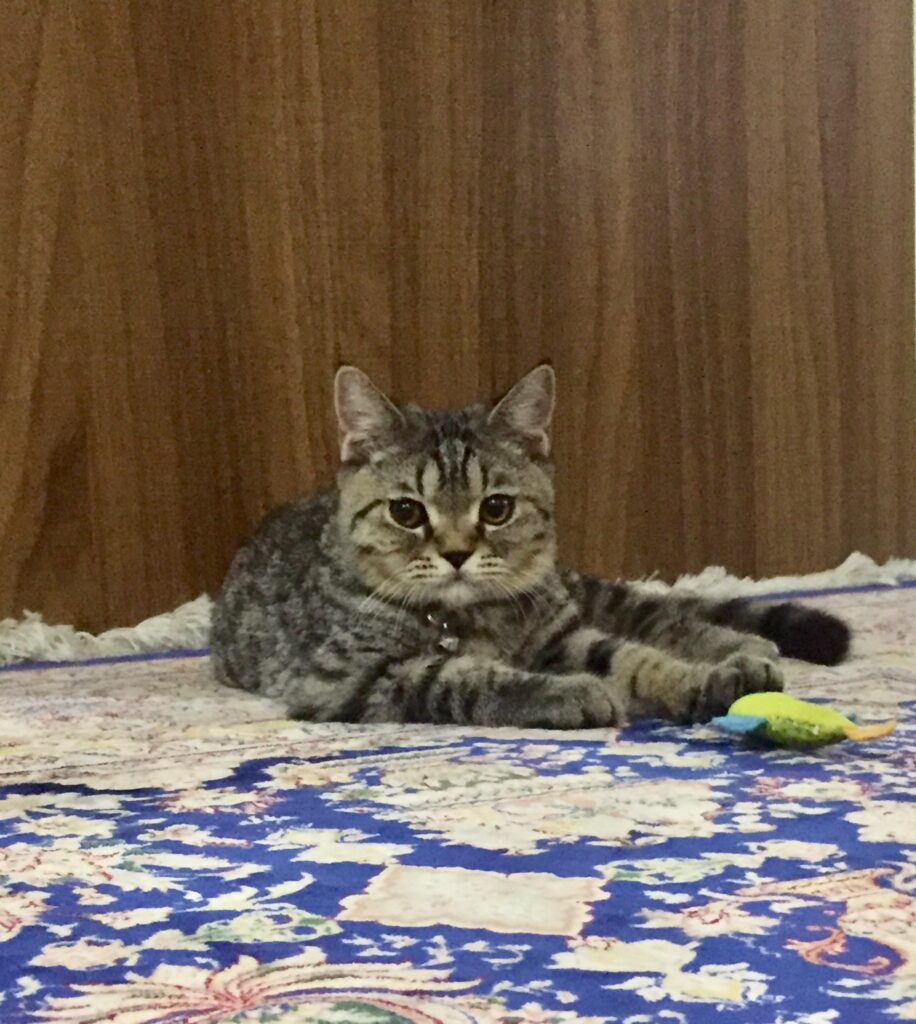 واگذاري گربه بريتيش تبي