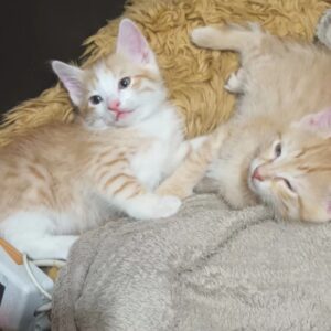 یه پسر داریم شاه نداره