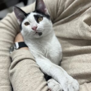 واگذاری گربه