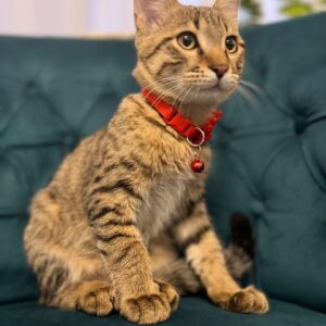 یه گربه گوگولی و مودب