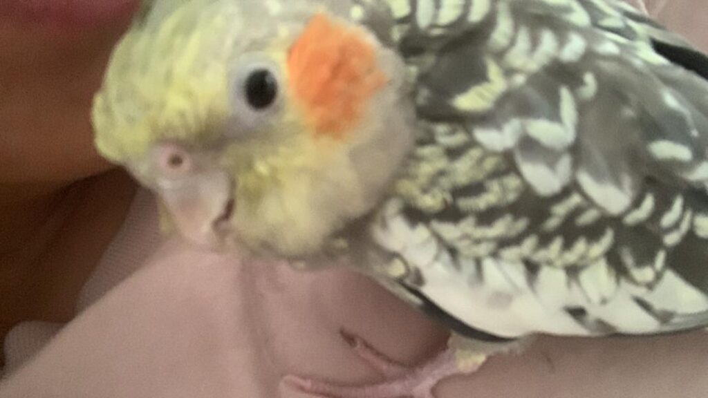 عروس هلندی ام را  گم کردم