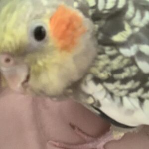 عروس هلندی ام را  گم کردم