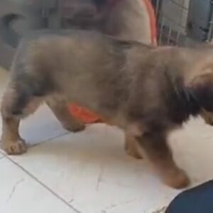 سگ خانگی گمشده