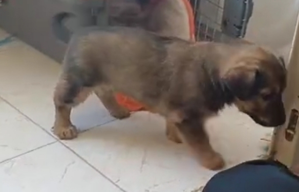 سگ خانگی گمشده