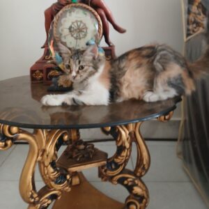 واگذاری پیشی پشمالو