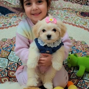 واگذاری رایگان