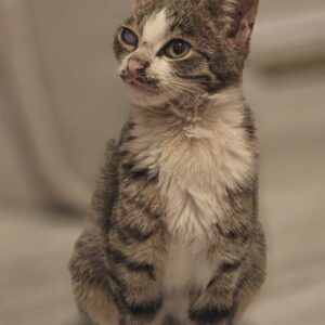 واگذاری گربه امداد شده