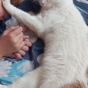 سرپرستی توبی عزیزمان