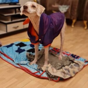 سگ تریر پا بلند