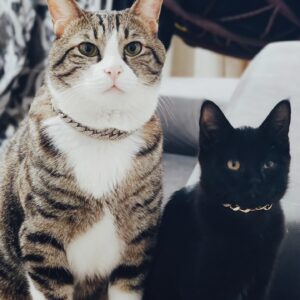 باکی و نُوا