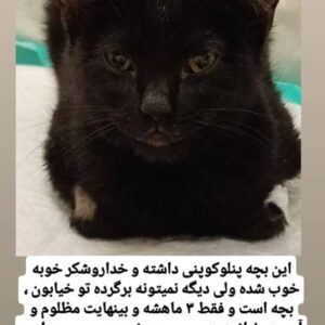 واگذاری رایگان به خانواده حیوان دوست و متعهد تا آخر عمر